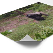 Silver Back Poster (Ecke)