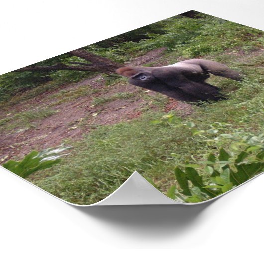 Silver Back Poster (Ecke)