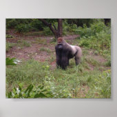 Silver Back Poster (Vorne)