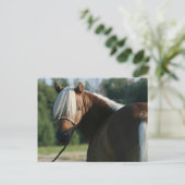 Silver Bay Miniatur Horse Mare Postkarte (Stehend Vorderseite)