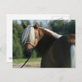 Silver Bay Miniatur Horse Mare Postkarte (Vorne/Hinten)