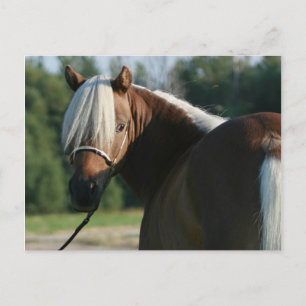 Silver Bay Miniatur Horse Mare Postkarte
