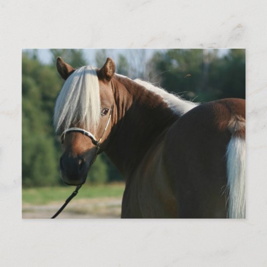 Silver Bay Miniatur Horse Mare Postkarte (Vorderseite)