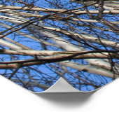 Silver Birch Branches Poster (Ecke)