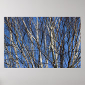 Silver Birch Branches Poster (Vorne)