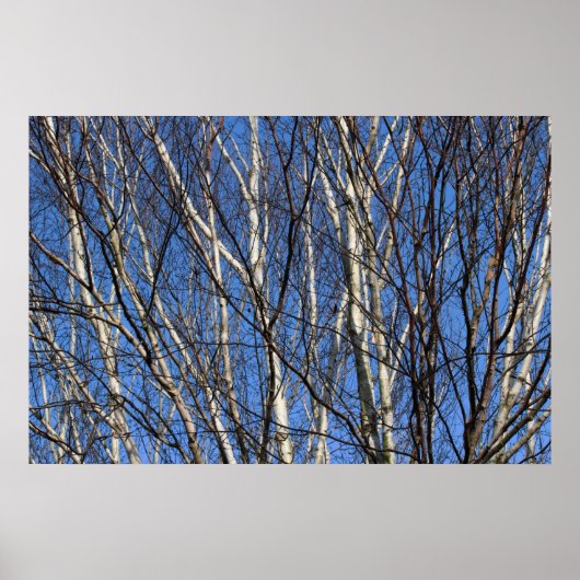 Silver Birch Branches Poster (Vorne)