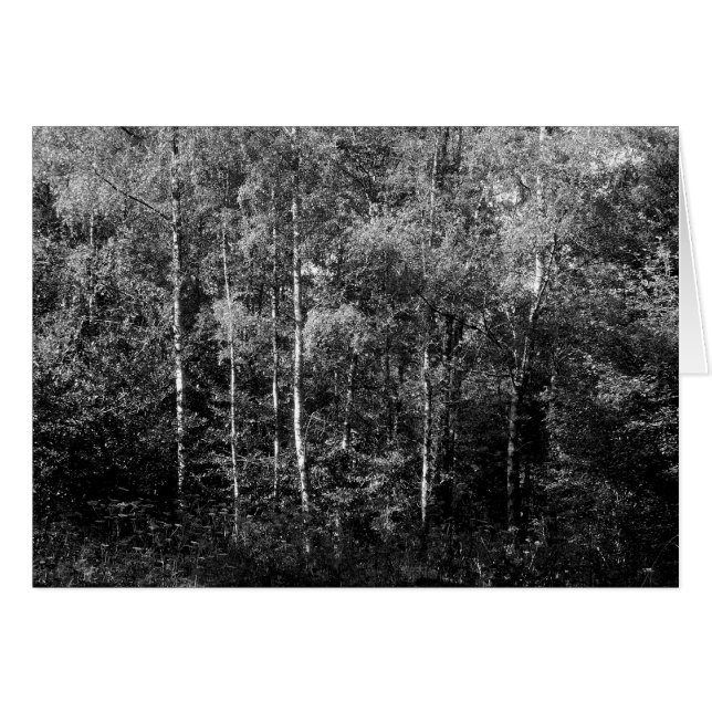 Silver Birch Trees B&W (Vorderseite (Horizontal))