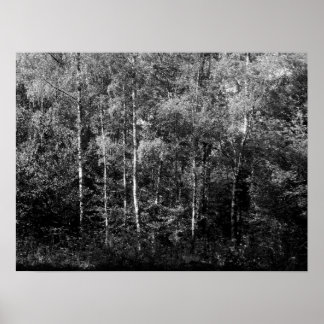 Silver Birch Trees - B&W Poster