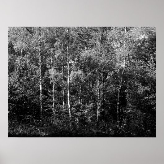 Silver Birch Trees - B&W Poster (Vorne)