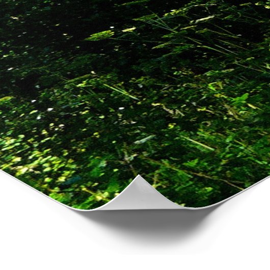 Silver Birch Trees Poster (Ecke)