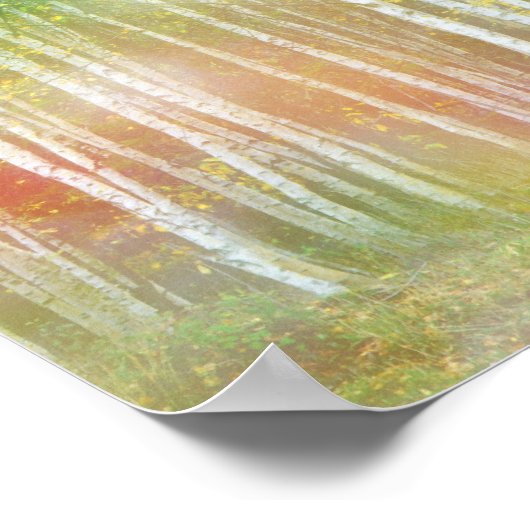 Silver Birch Trees Poster (Ecke)