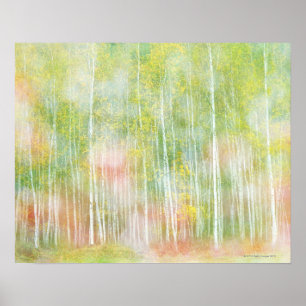 Silver Birch Trees Poster