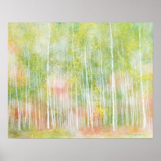 Silver Birch Trees Poster (Vorne)