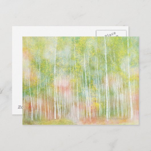 Silver Birch Trees Postkarte (Vorne/Hinten)