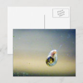 Silver-Blue-Gold-Schnecke Postkarte (Vorne/Hinten)