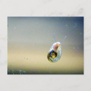 Silver-Blue-Gold-Schnecke Postkarte