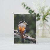 Silver Breasted Broadbill Postkarte (Stehend Vorderseite)