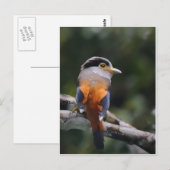 Silver Breasted Broadbill Postkarte (Vorne/Hinten)