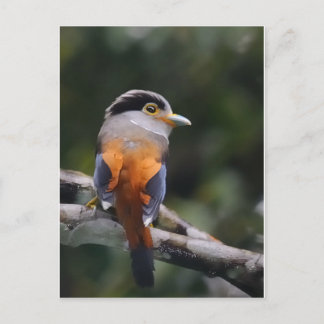 Silver Breasted Broadbill Postkarte