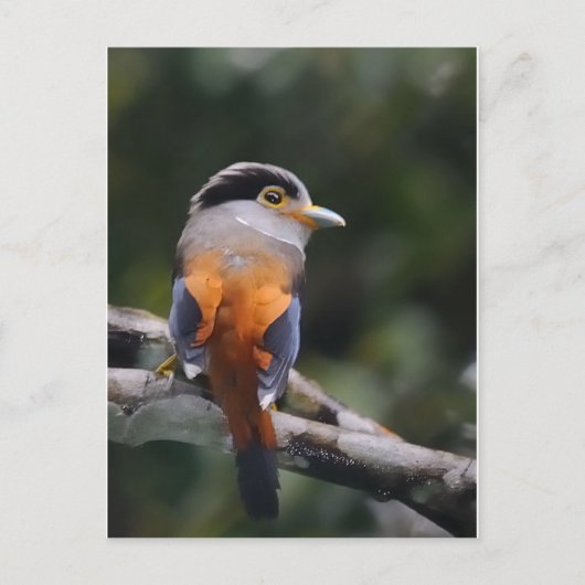 Silver Breasted Broadbill Postkarte (Vorderseite)