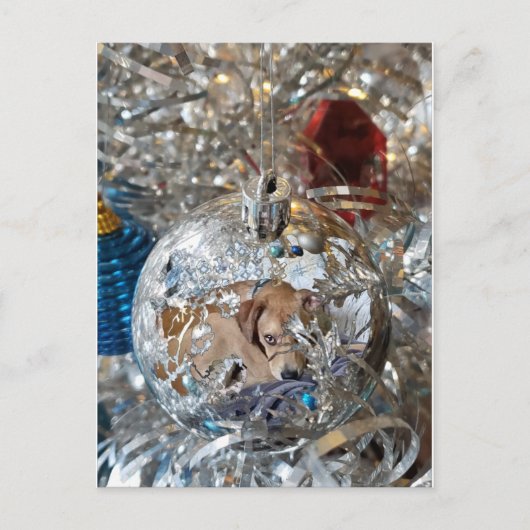 Silver Bulb Reflect Postkarte (Vorderseite)