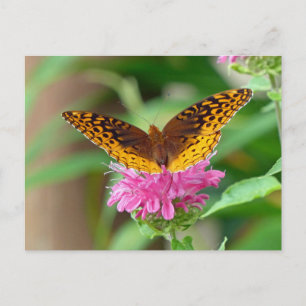 Silver Checkerspot Butterfly Postkarte