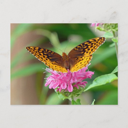 Silver Checkerspot Butterfly Postkarte (Vorderseite)