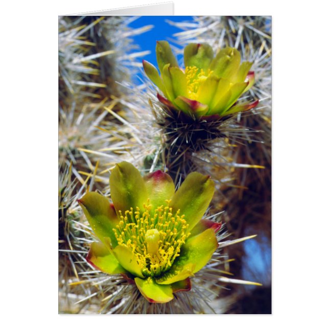 Silver Cholla Cactus Wildblumen (Vorne)