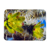 Silver Cholla Cactus Wildblumen Magnet (Horizontal)