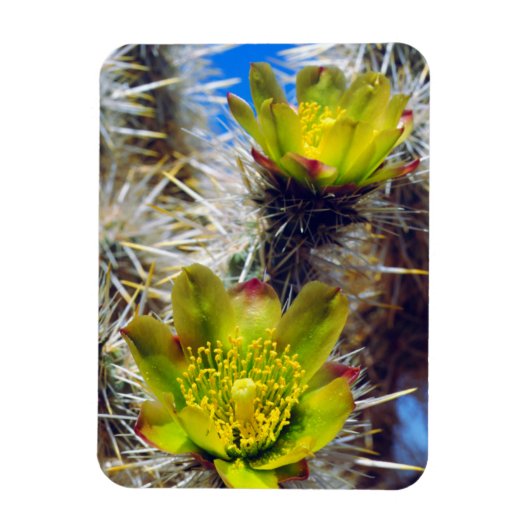 Silver Cholla Cactus Wildblumen Magnet (Vertikal)