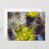Silver Cholla Cactus Wildblumen Postkarte (Vorne/Hinten)