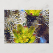 Silver Cholla Cactus Wildblumen Postkarte (Vorderseite)