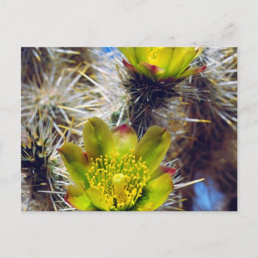 Silver Cholla Cactus Wildblumen Postkarte (Vorderseite)