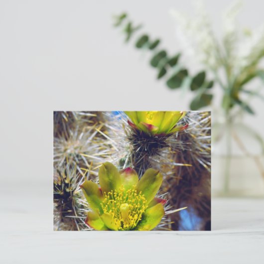 Silver Cholla Cactus Wildblumen Postkarte (Stehend Vorderseite)