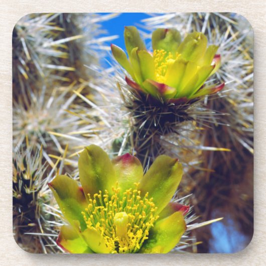 Silver Cholla Cactus Wildblumen Untersetzer (Vorderseite)