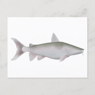 Silver Cobbler Postkarte