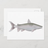 Silver Cobbler Postkarte (Vorne/Hinten)