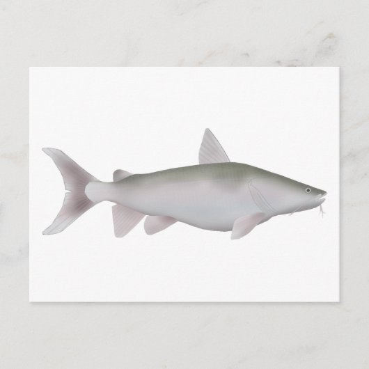 Silver Cobbler Postkarte (Vorderseite)