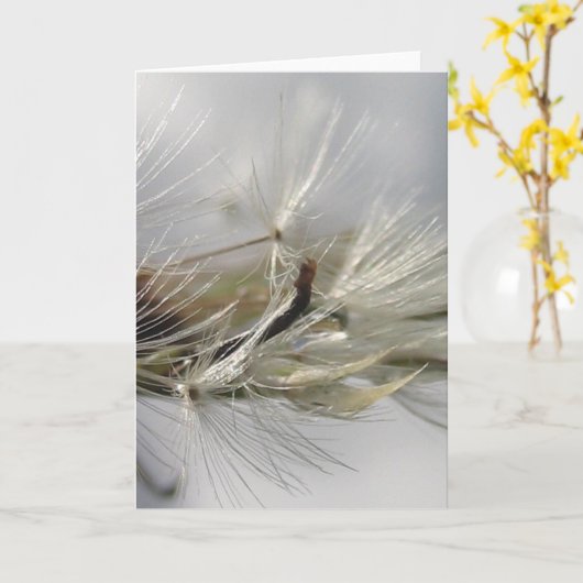 Silver Dandelion Poof Shimmers in Sun Karte (Gelbe Blume)