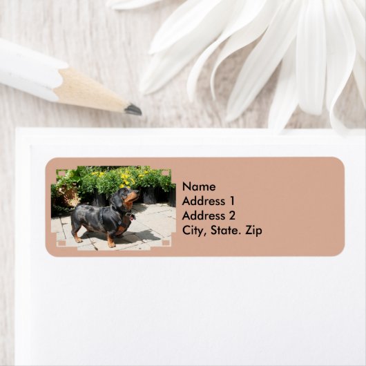 Silver Dapple Dackel Buddy 2 (Insitu)