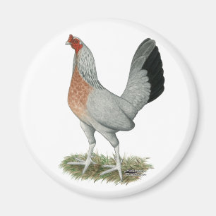Silver Duckwing Game Hen Magnet