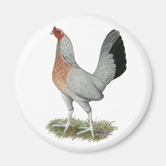 Silver Duckwing Game Hen Magnet (Vorne)