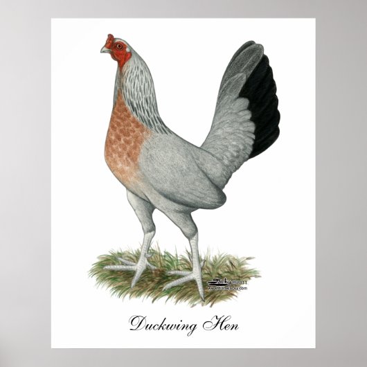 Silver Duckwing Game Hen Poster (Vorne)