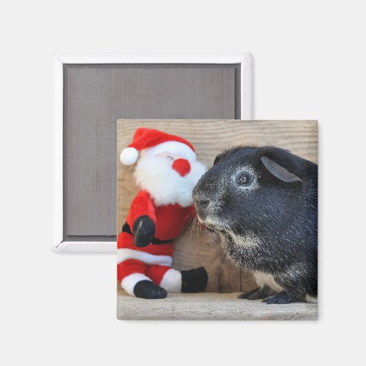 Silver Fox Guinea Pig und Weihnachtsmann Magnet (Vorderseite/Rückseite)