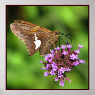 Silver Gepunktet Skipper Poster