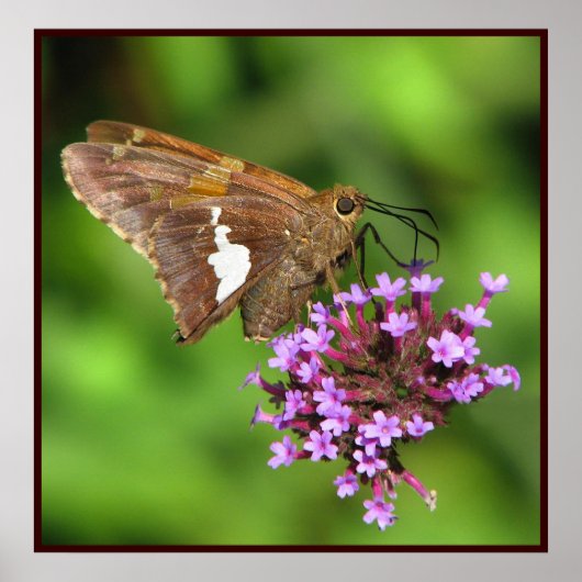 Silver Gepunktet Skipper Poster (Vorne)