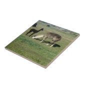 Silver Gray Alpaca & Cria Fliese (Seite)
