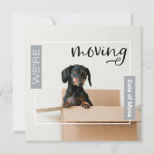 Silver Gray Wir bewegen Dackel Hund in Box Card Dankeskarte (Vorderseite)