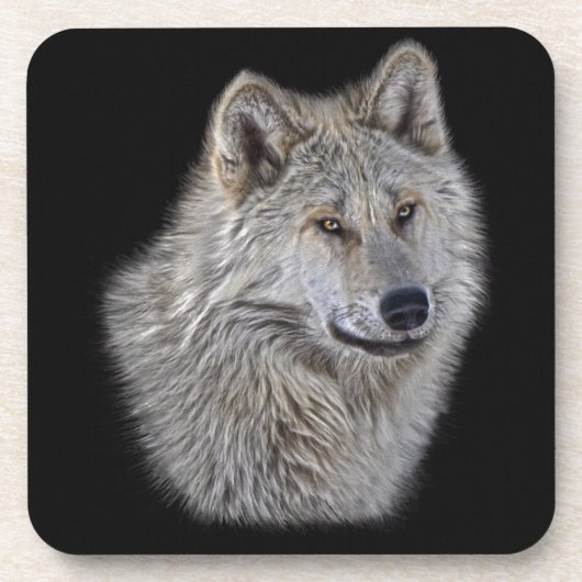 Silver Gray Wolf Wildlife Portrait Untersetzer (Vorderseite)