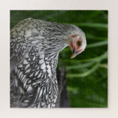 Silver Laced Chicken Puzzle (Horizontal)